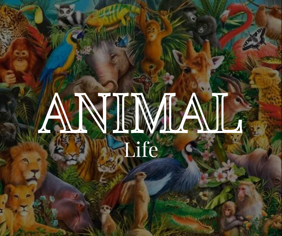 Celebrating the Importance of Animal Life: Protecting Our Planet and Endangered Species