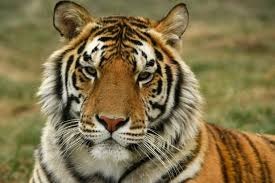 Endangered Species Day: A Wake-Up Call for the Planet